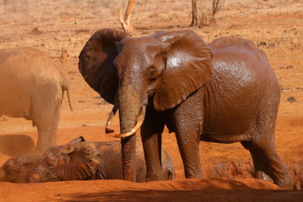 africa-019